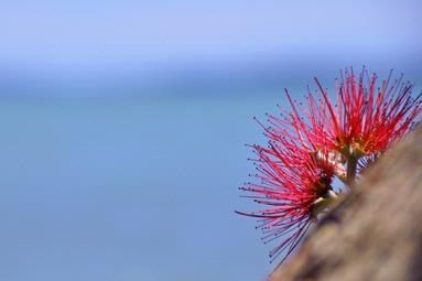  Pohutakawa blossom